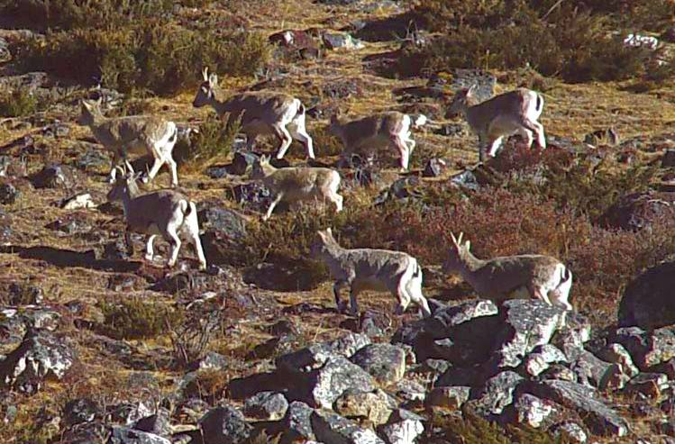 Bharal ( Blue Sheep )