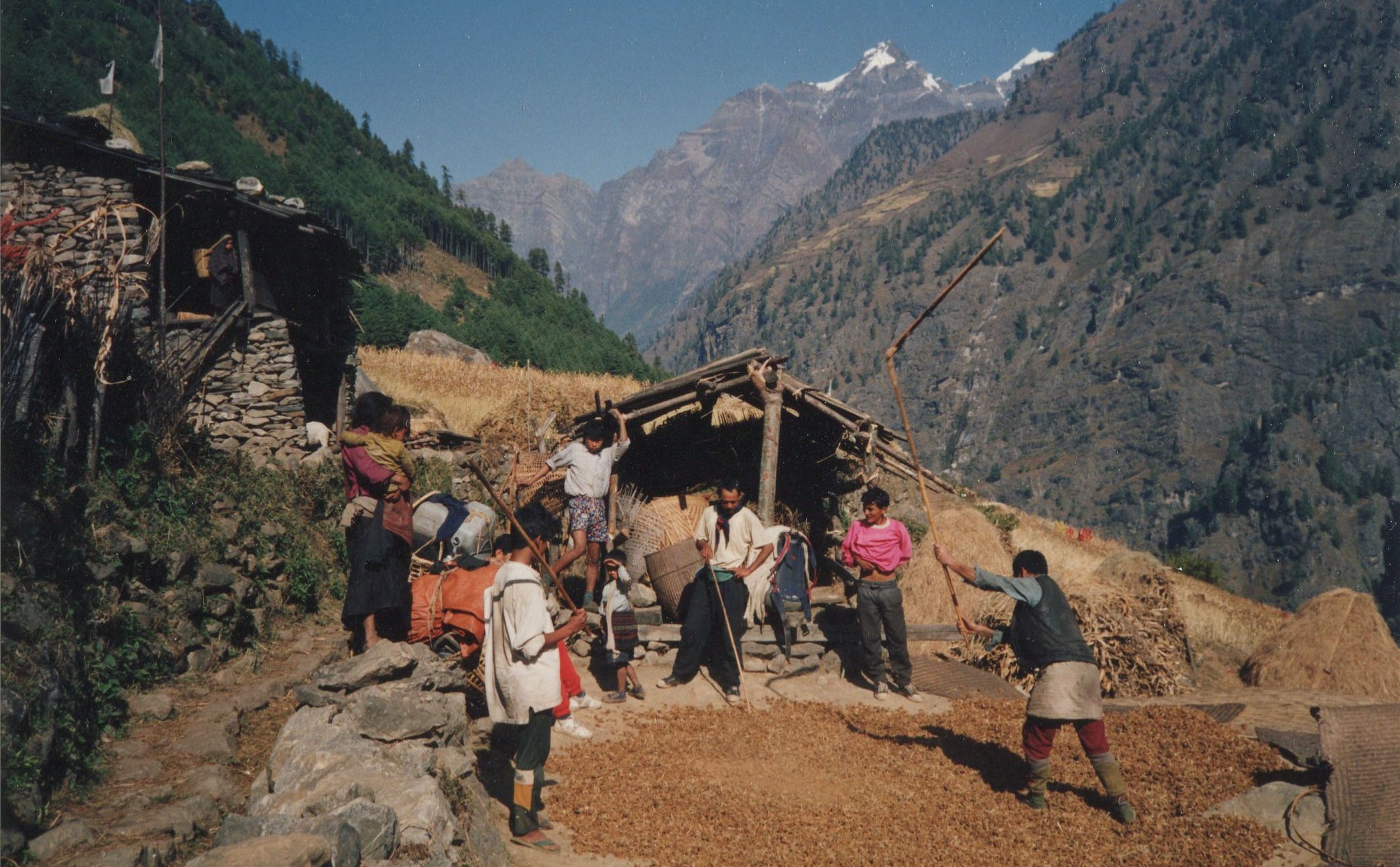 Thrashing Corn in Ngyak Village in Buri Gandaki Valley in Manaslu Region of the Nepal Himalaya