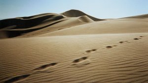 Tracks in the sand on the Great Sand Dunes Colorado National Monument