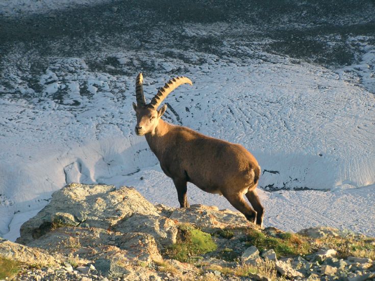 Alpine Ibex