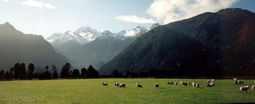 Mt. Tasman from Fox Glacier