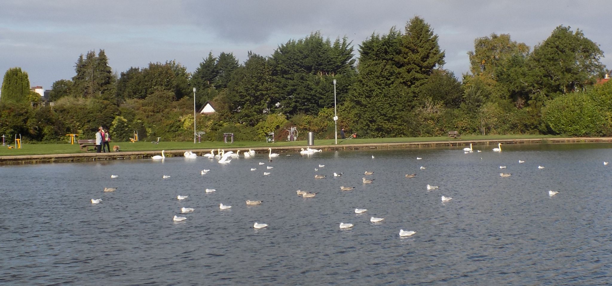 Pond in Barshaw Park