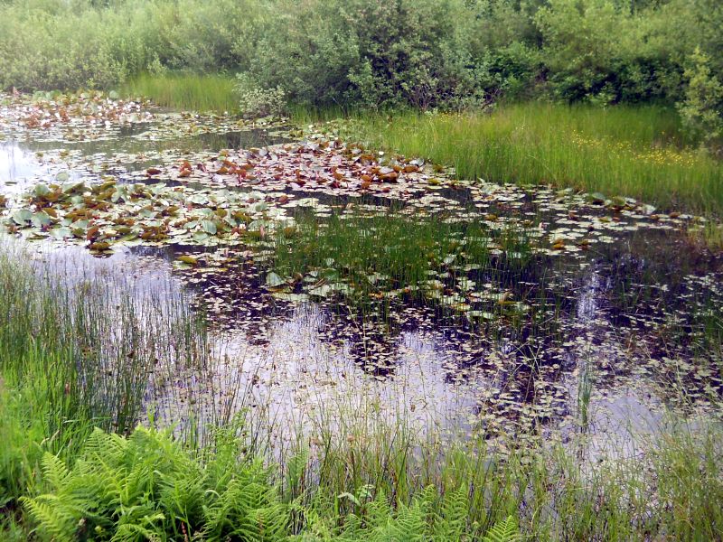 Lily pond at Knockour