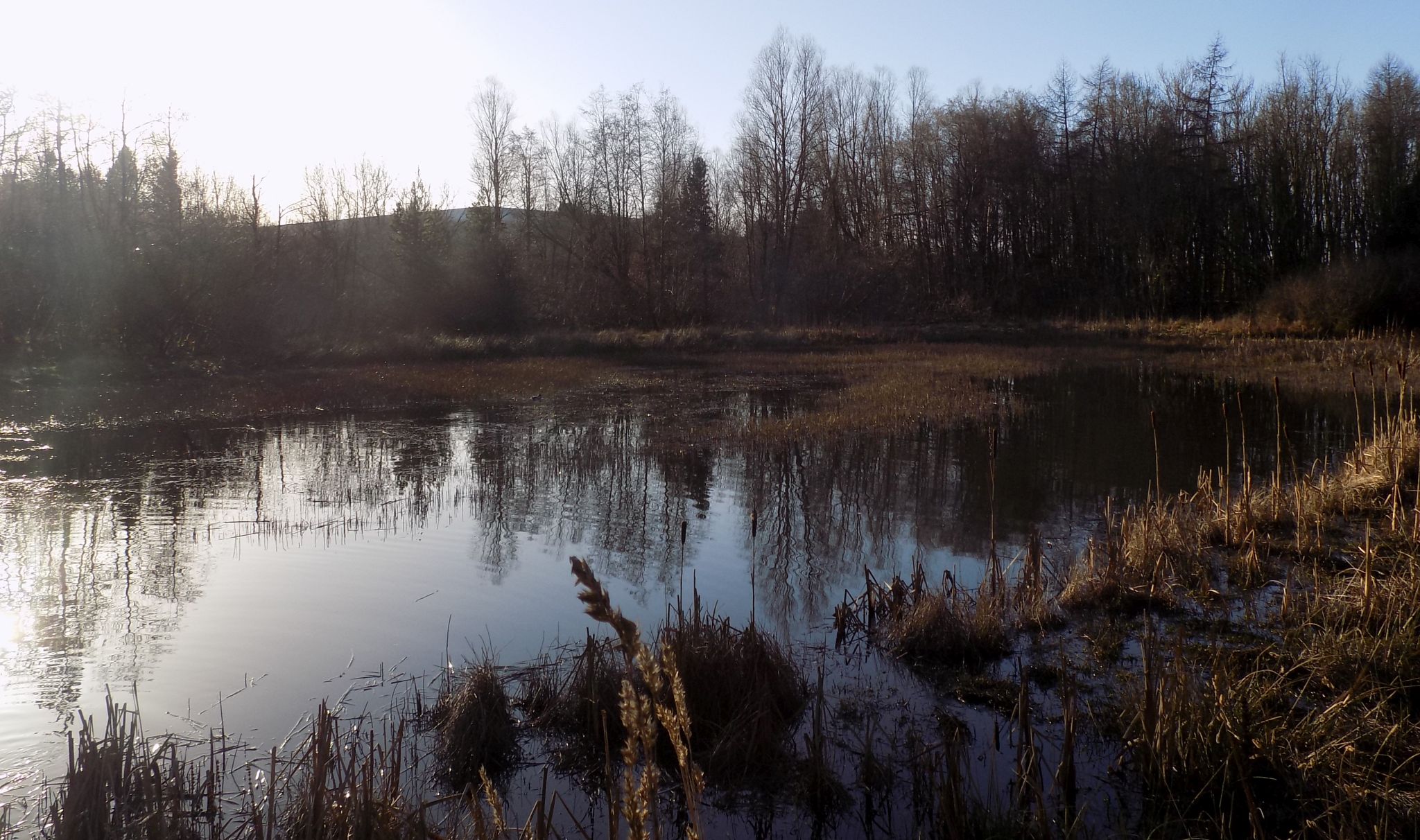 Pond in Orchardton Woods at Cumbernauld