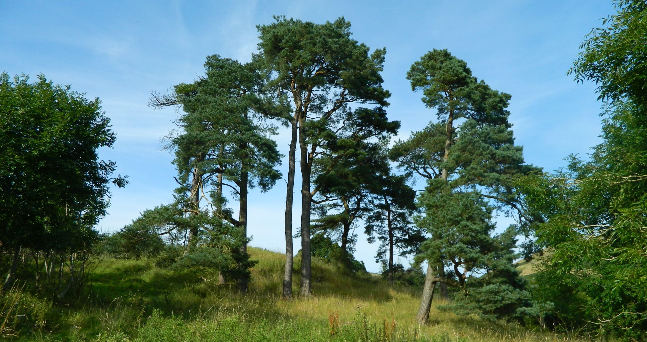 Scots Pine trees on descent to Clachan of Campsie