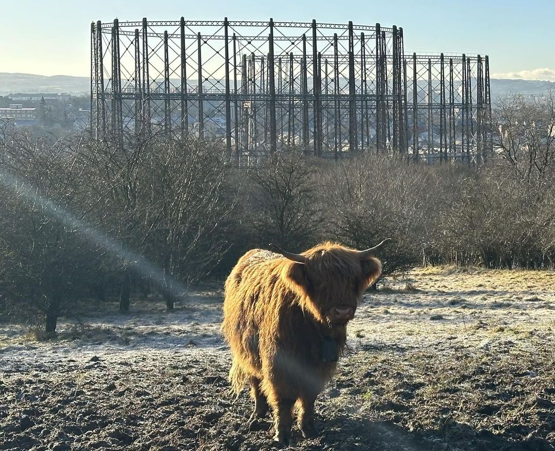 Highland Cattle in Dawsholm Park