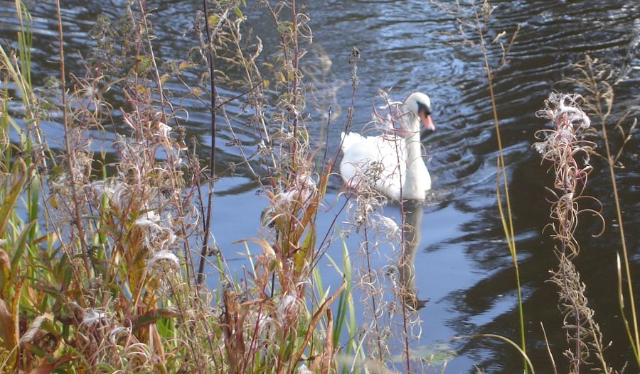 Swan on the Forth and Clyde Canal