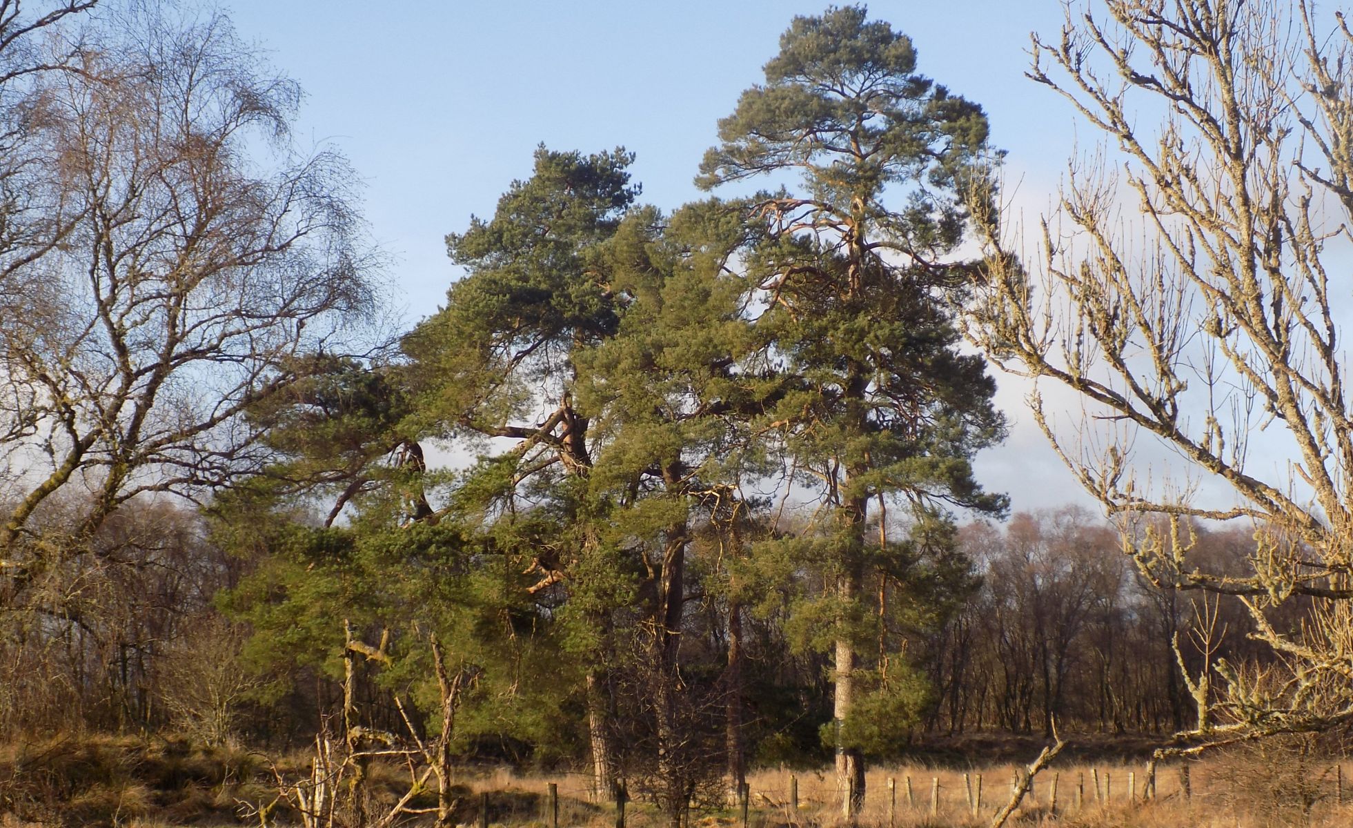 Scots Pine trees