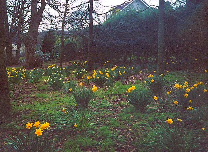 Kilmardinny Avenue in Springtime