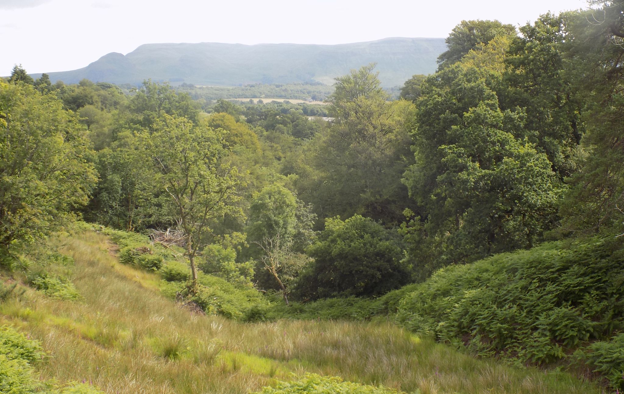 Greenan Glen in the Kilpatrick Hills