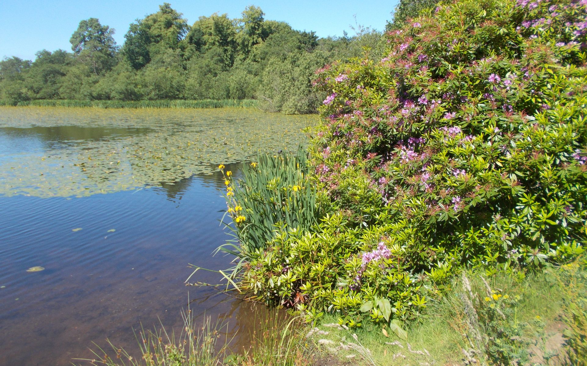 Springtime at Kilmardinny Loch in Bearsden