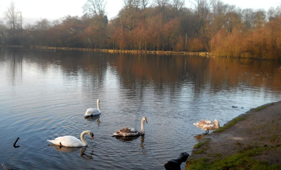 Swans at Kilmardinny Loch in Bearsden