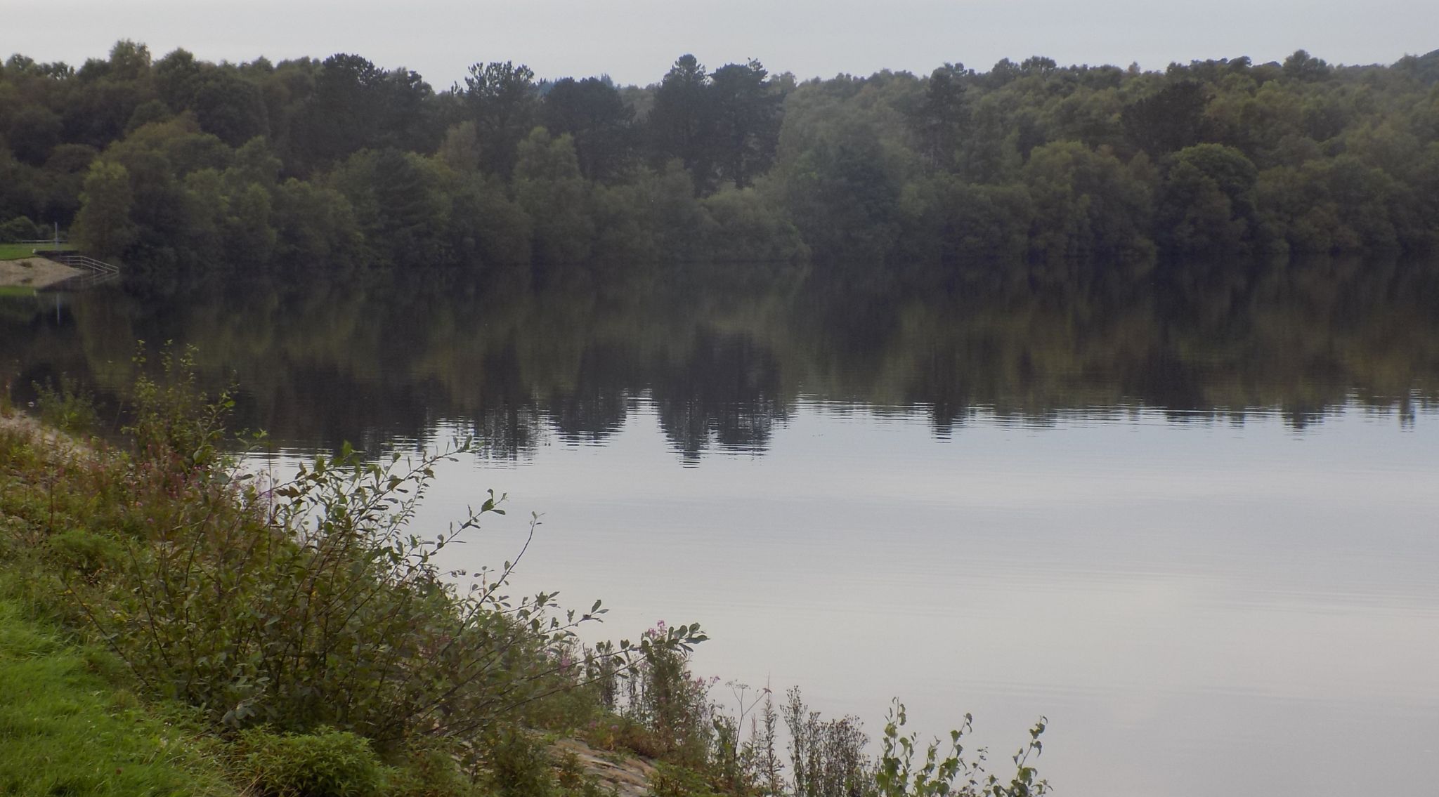 Trees above Mugdock Reservoir