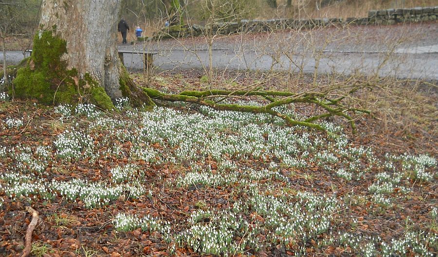 Snowdrops in Mugdock Country Park