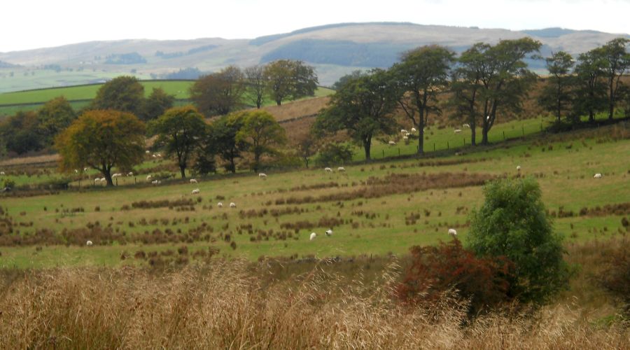 Kilpatrick Hills from the Mealybrae Path