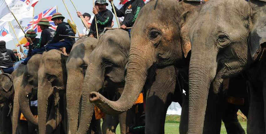 Elephant Polo at Hua Hin